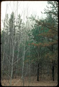 View of Jack pines and young hardwoods in a Jack pine barren