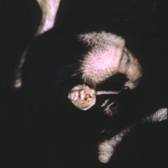 Macaca nigra