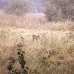 Roan antelope in the distance