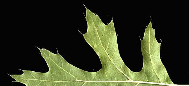 Bristles and sinuses of leaf of black oak