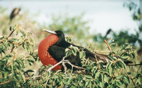 Great Frigatebird (Fregata minor) on bush