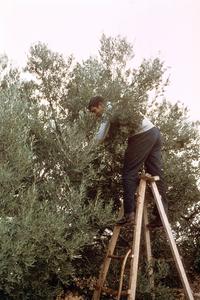 Harvesting Olives by Beating the Branches