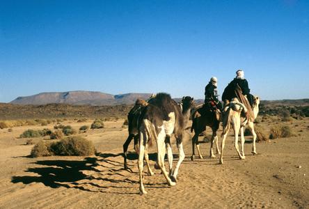 Camels and Riders on Desert Road