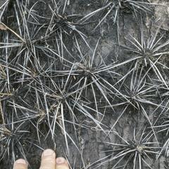 Trunk and spines of Pereskia cactus, north of Chiquimula