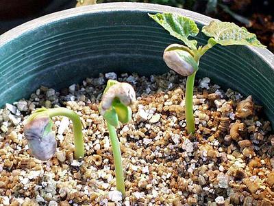 Young seedlings of bean