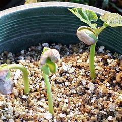 Young seedlings of bean