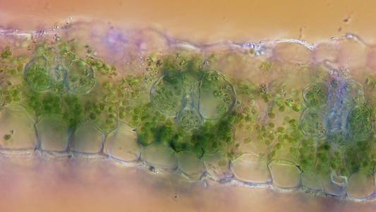 View of a fresh cross section through a corn leaf showing mesophyll and bundle-sheath cells with DIC illumination