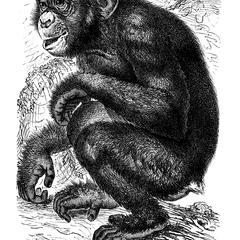 Seated Juvenile Chimpanzee Print