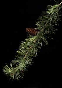 Scanned bough with mature cone of Japanese larch