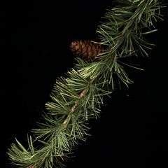Scanned bough with mature cone of Japanese larch