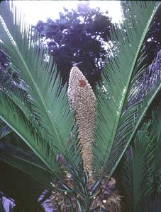 Male plant with microsporophylls with an anole and dragonfly of Cycas revoluta