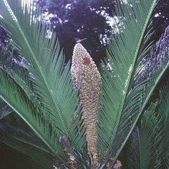 Male plant with microsporophylls with an anole and dragonfly of Cycas revoluta