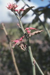 Odd flowers of Pedilanthus, a weed in cornfield north of Ipala