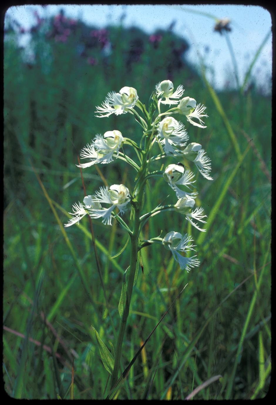 Habenaria leucophaea in bloom at Faville Prairie, State Natural Area
