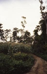 Pathway through maize