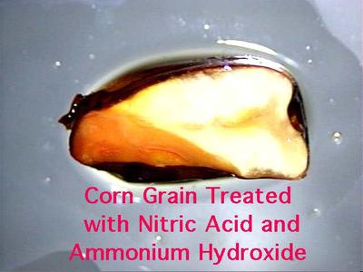 Cut corn grain treated with concentrated nitric acid and then by ammonium hydroxide