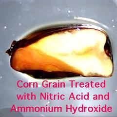 Cut corn grain treated with concentrated nitric acid and then by ammonium hydroxide