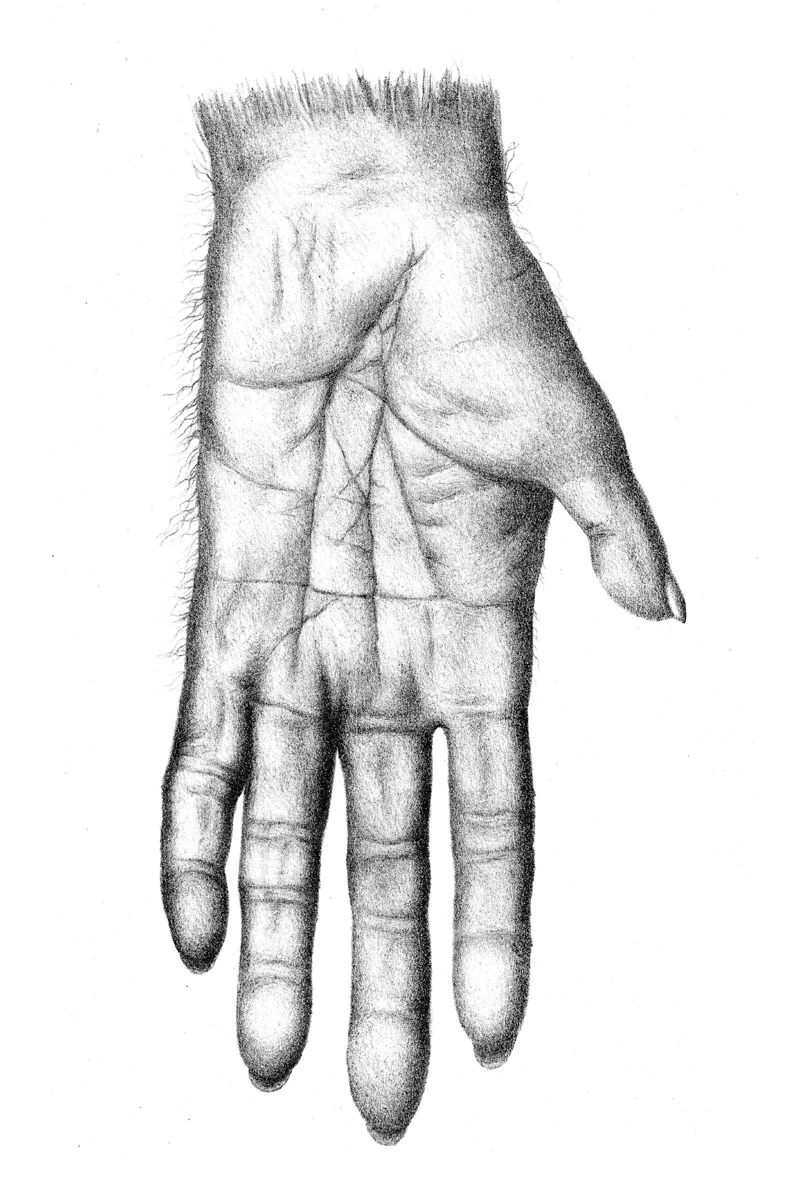 man touching chimpanzee hand