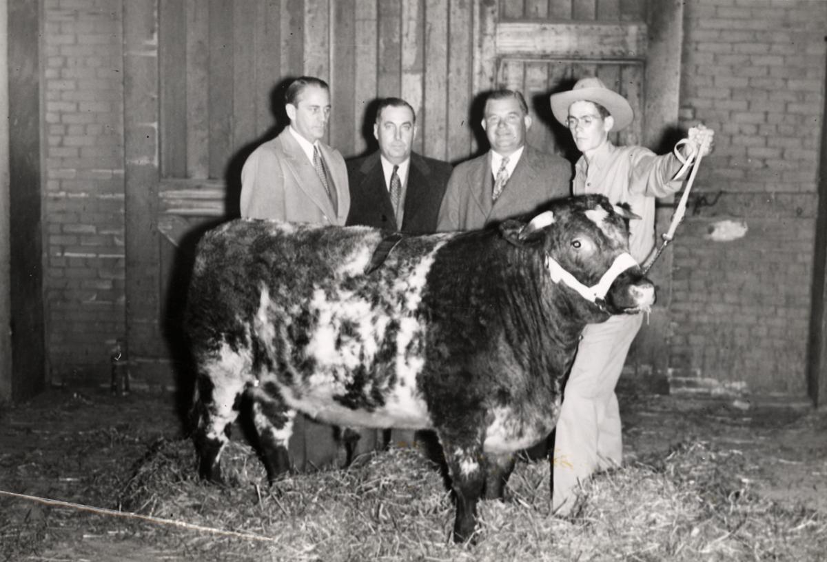 Junior Livestock Exposition's Grand Champion beef steer