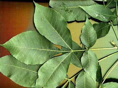 Shagbark hickory with pinnately compound leaves