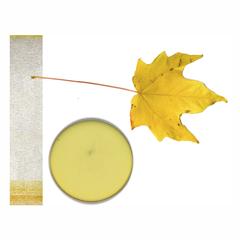 Yellow maple leaf with pigment extract and paper chromatogram