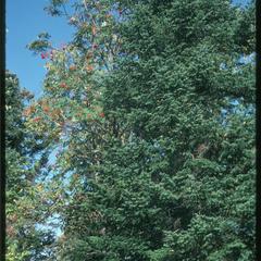 Sorbus and Picea