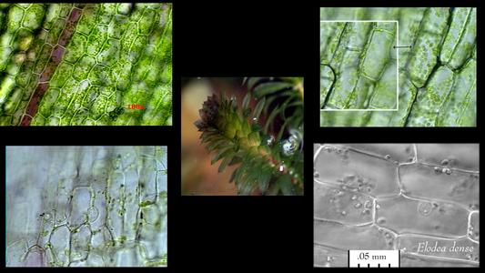 Elodea leaf cells composite of various views
