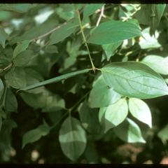 Dogwood leaf showing evidence of leaf roller insect