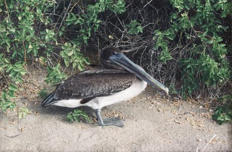 Brown Pelican (Pelecanus occidentalis) under a Red Mangrove Tree(Rhizophora mangle)