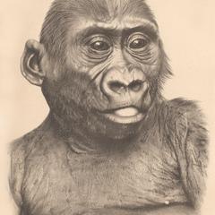 Juvenile Gorilla Print