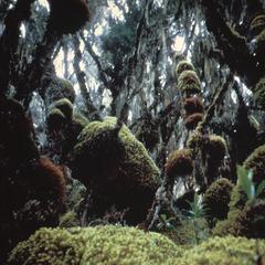 Tropical Vegetation in Ruwenzori Mountains