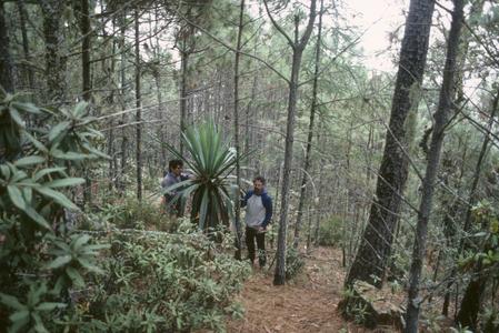 Dry, open pine forest at top of Sierra de Manantlán Oriental