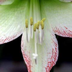 Style and stamens of Amaryllis