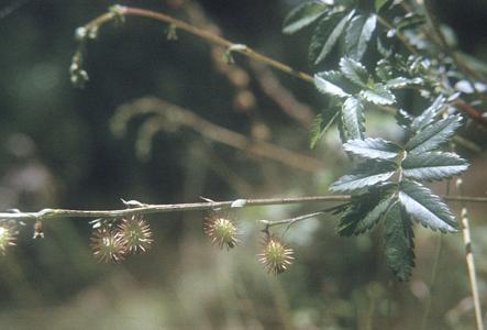 Acaena elongata leaves and fruits, southwest of Ameyalco
