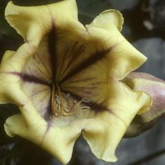 Cultivated Solandra at Hotel Camino Real