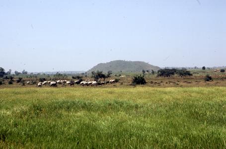 Animals grazing on the land between Jos and Pankshin