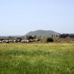 Animals grazing on the land between Jos and Pankshin