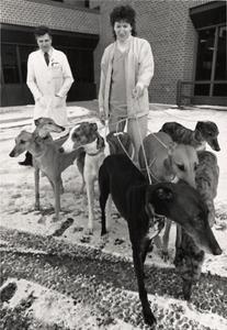 Veterinary students with greyhound dogs