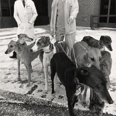 Veterinary students with greyhound dogs