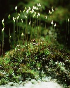 Clump of hairy cap moss view of gametophytes with attached sporophytes