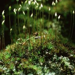 Clump of hairy cap moss view of gametophytes with attached sporophytes