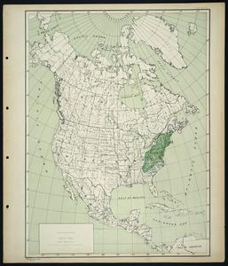 Pinus rigida Mill. - pitch pine