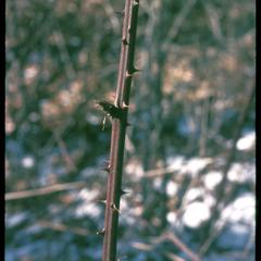 Blackberry thorns