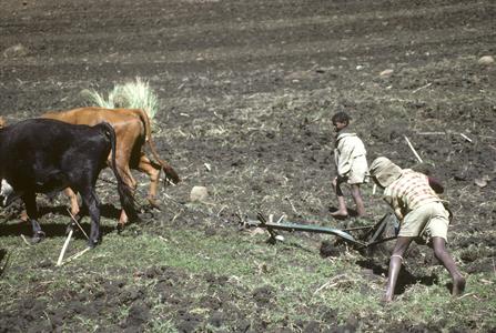 Southern Africa : Agricultural Activities : plowing