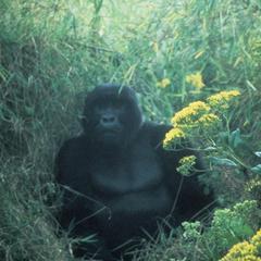 Gorilla gorilla berengei