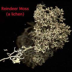 Fruticose lichen, reindeer moss
