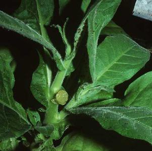 Tobacco with  apex removed two weeks earlier and treated with lanolin