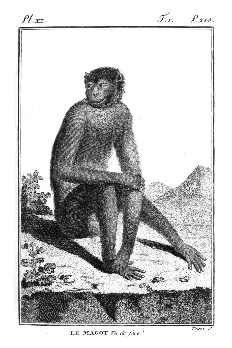 Le Magot vu de face (Barbary Macaque seen from the front)
