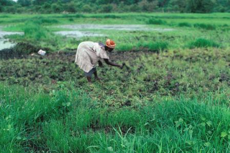 Woman Preparing Rice Land for Planting
