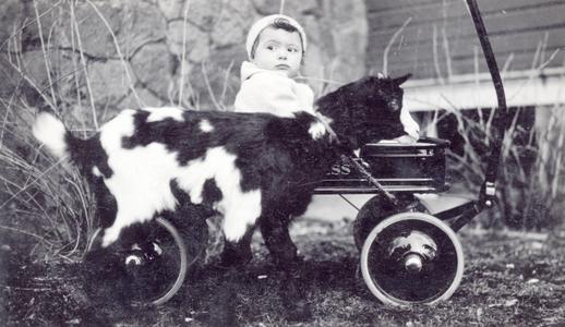 Child in wagon with goat